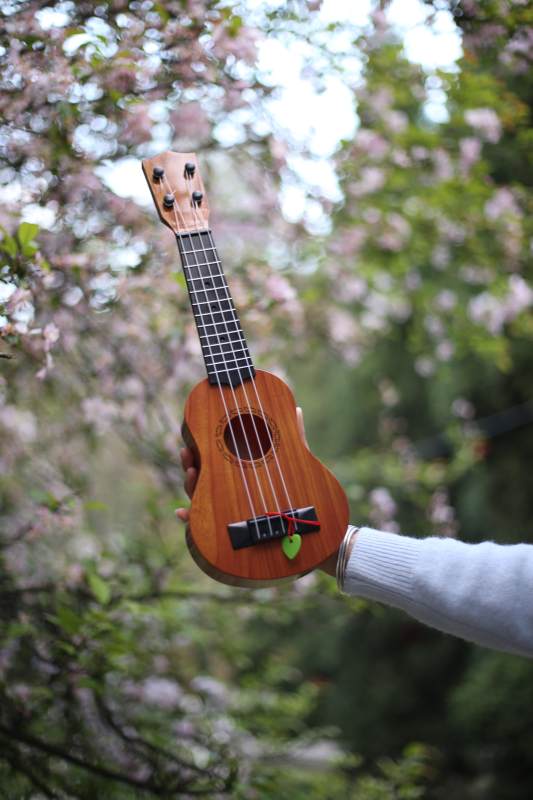 樱花树下的尤克里里图片