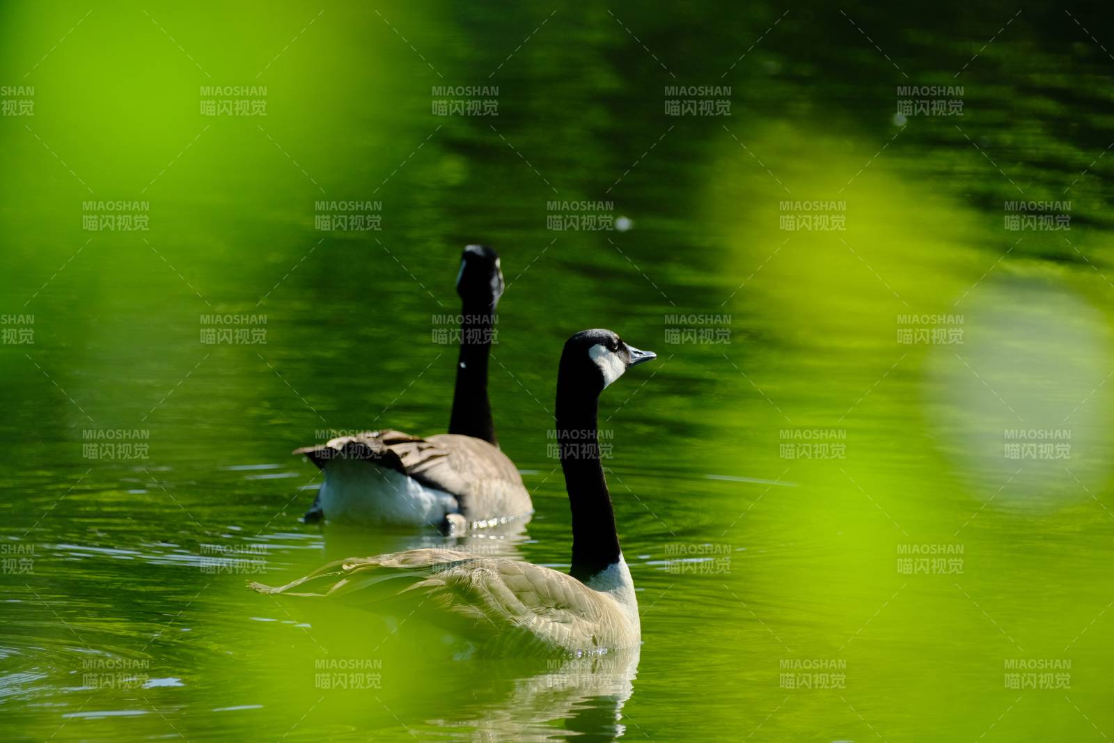 湖中双鹅 绿叶映衬图片