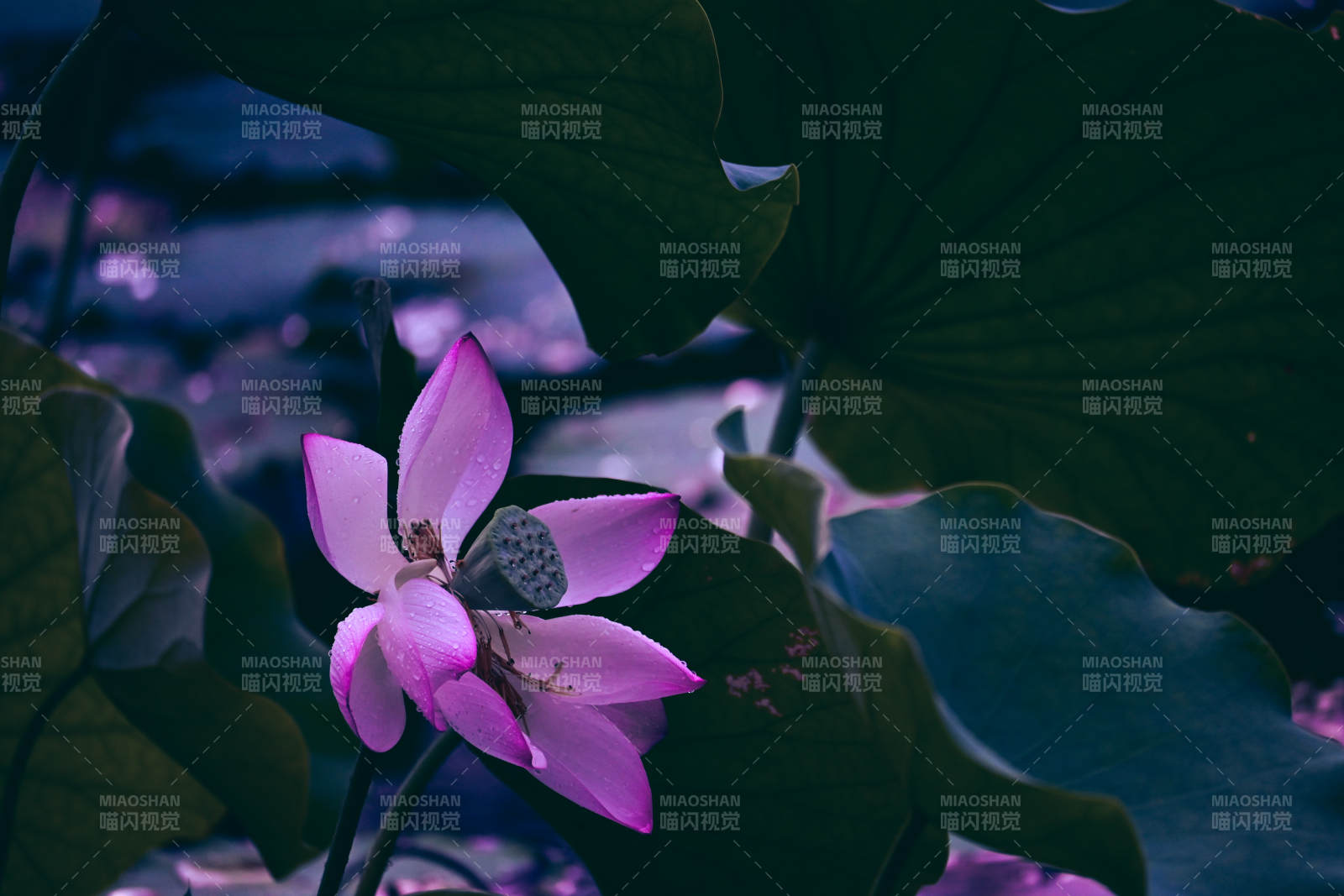 荷花绽放 绿叶相伴图片