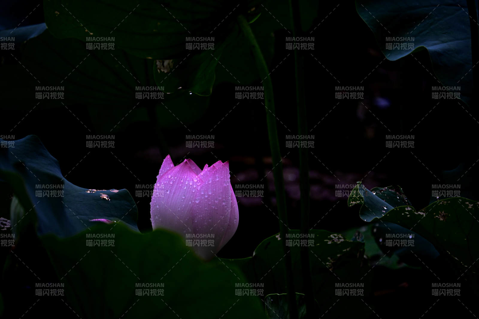 雨后荷花 静谧之美图片