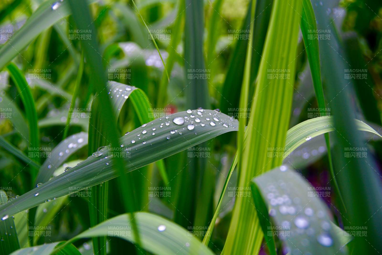 雨后青草上的水珠图片