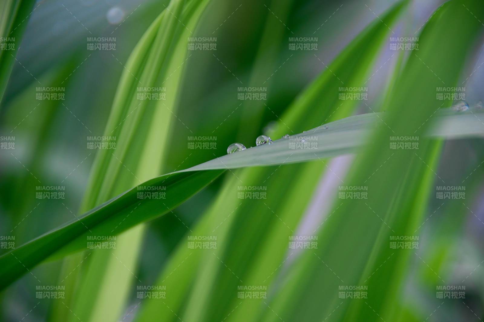 晨露轻沾绿叶间图片