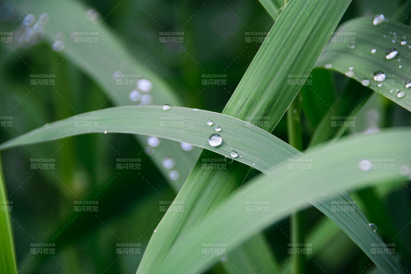 晨露滴翠叶图片