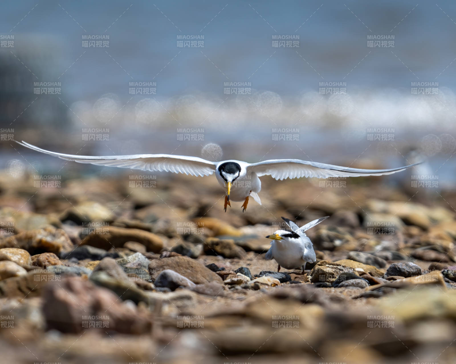 海鸥飞翔 同伴静观图片