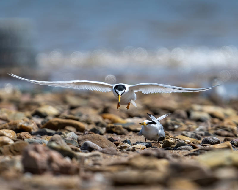 海鸥飞翔 同伴静观图片