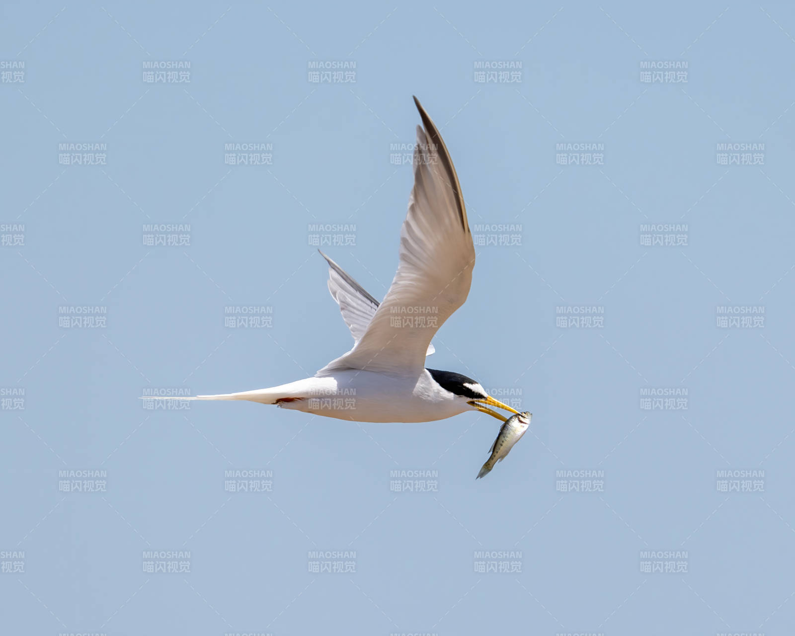 海鸥捕食鱼 空中瞬间图片