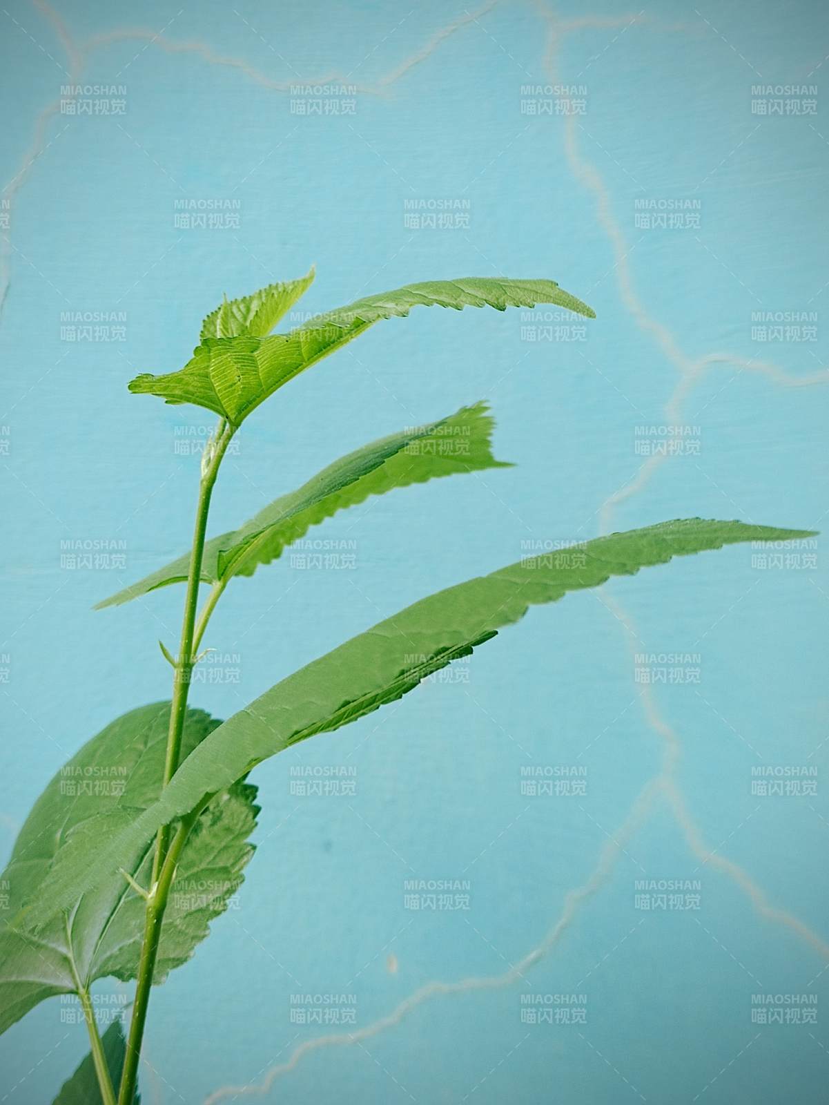 绿叶新生 蓝墙映衬图片