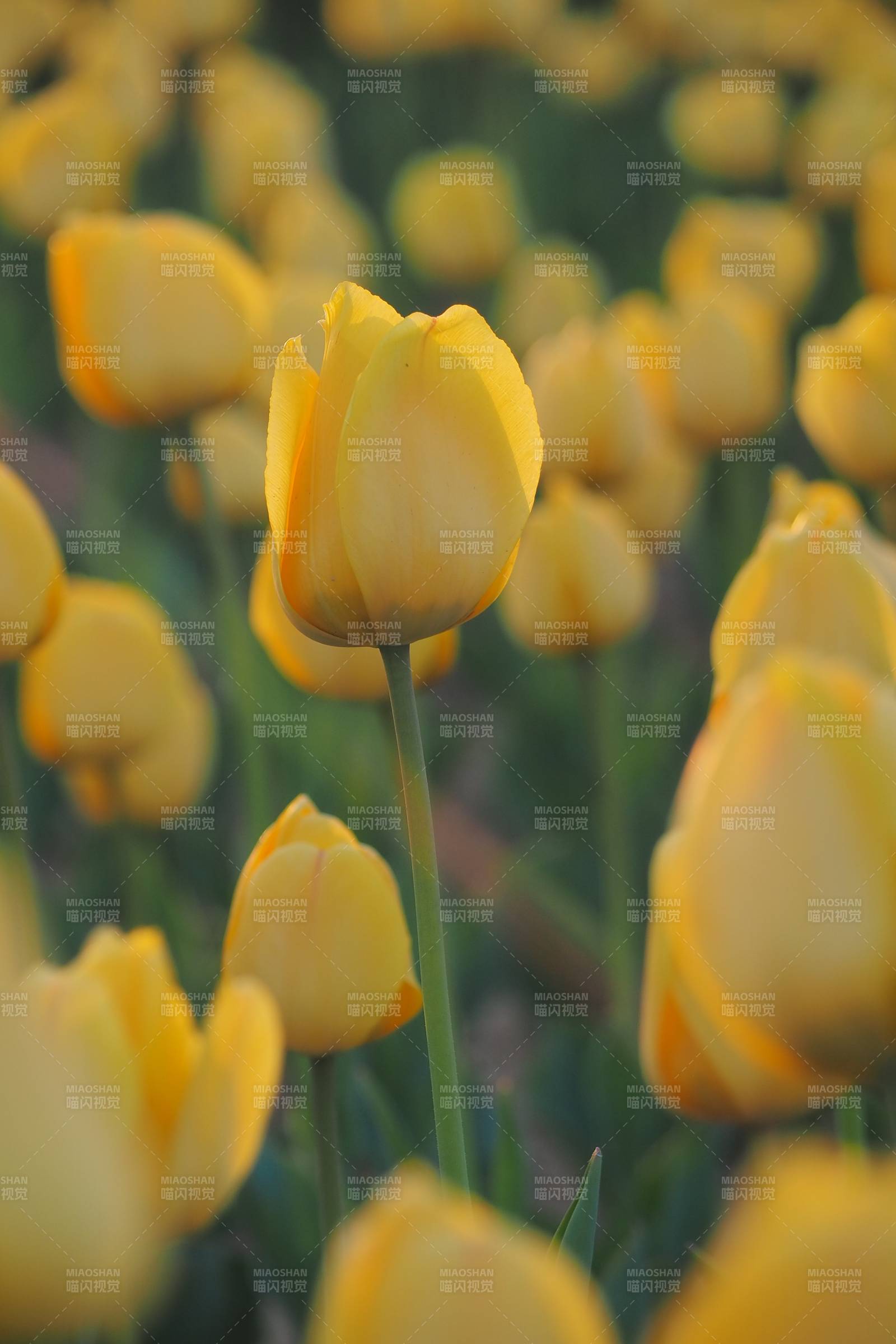 黄色郁金香花海特写图片