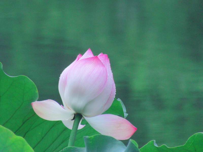 池中莲花初绽放图片