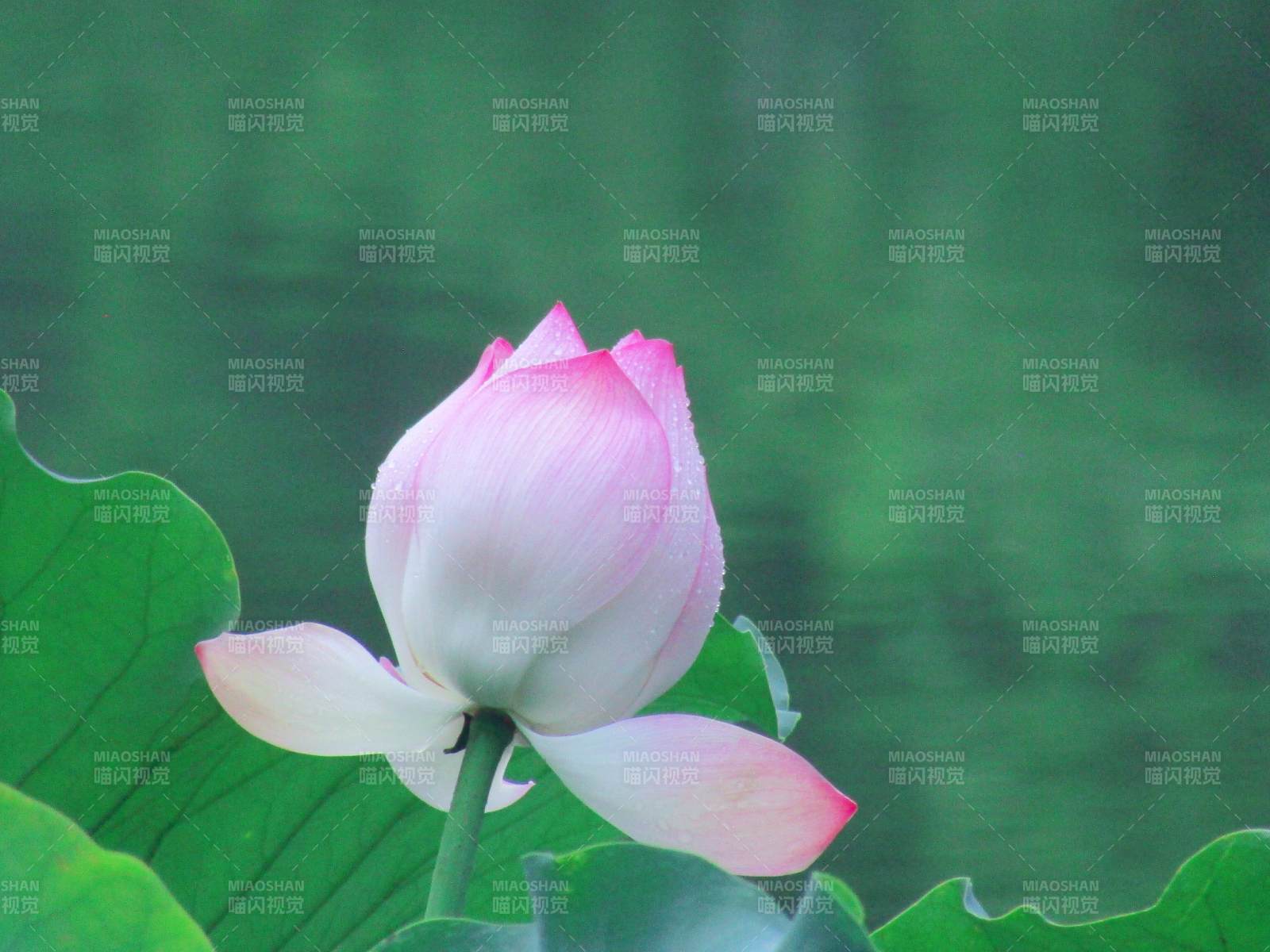 池中莲花初绽放图片