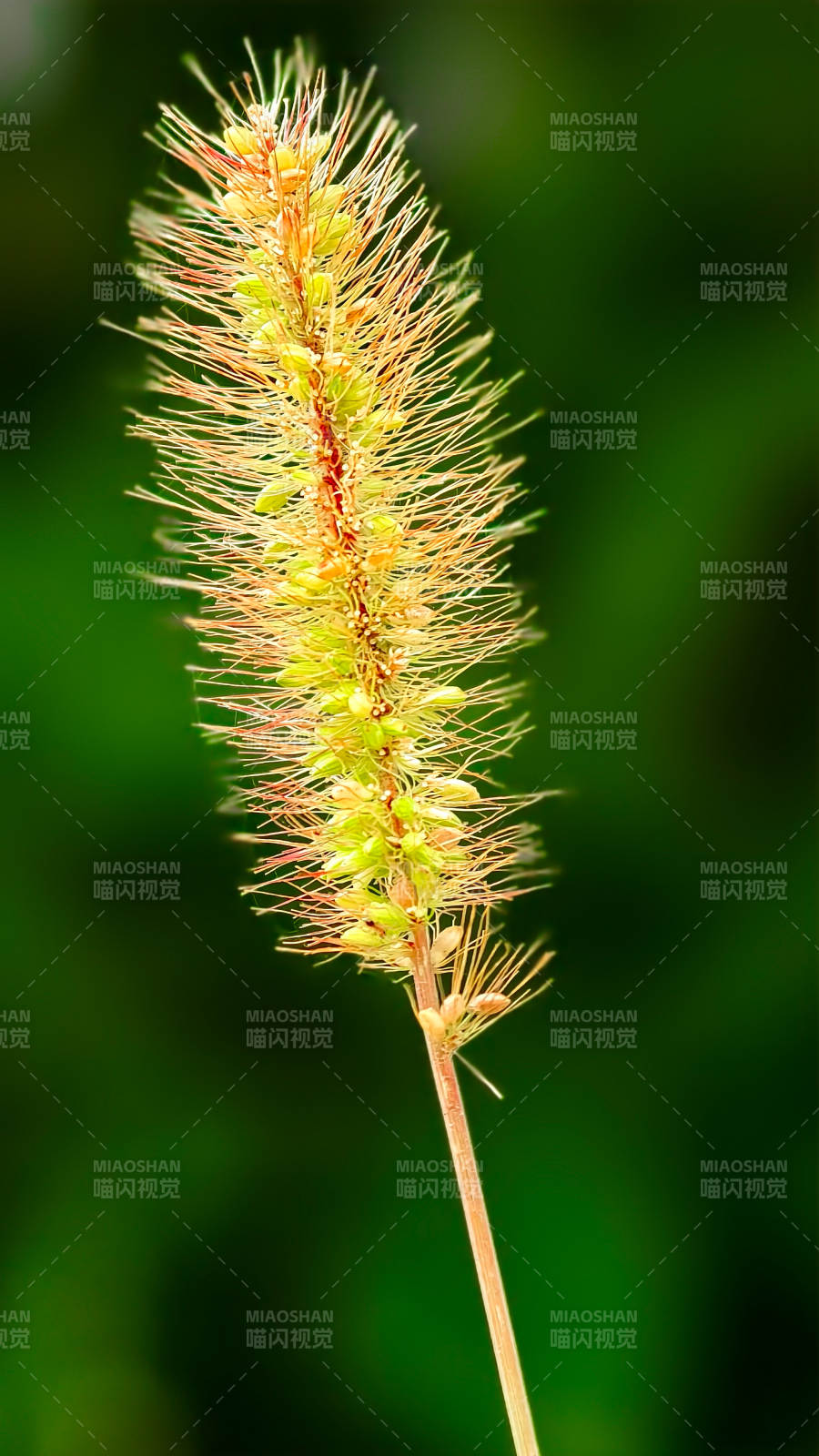 秋日草穗特写图片