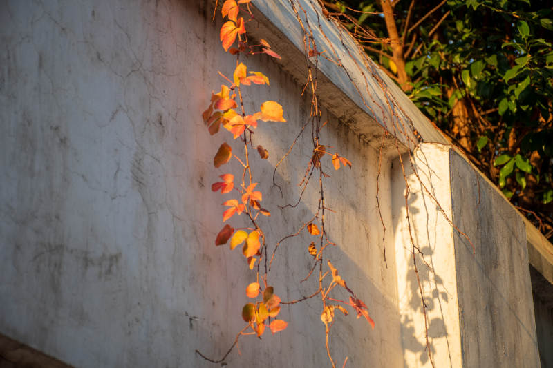 秋叶映墙 光影斑驳图片