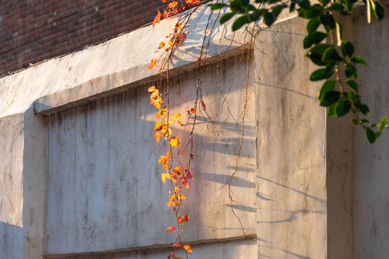 秋叶攀墙 光影交错图片