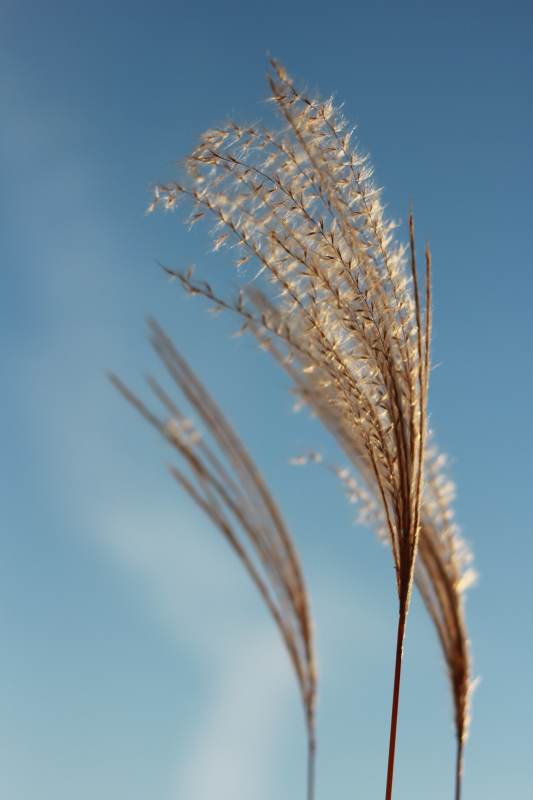 秋风中的芦苇花图片