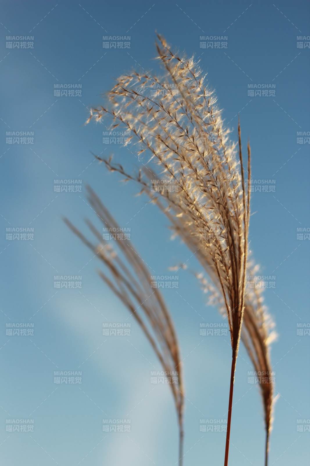秋风中的芦苇花图片