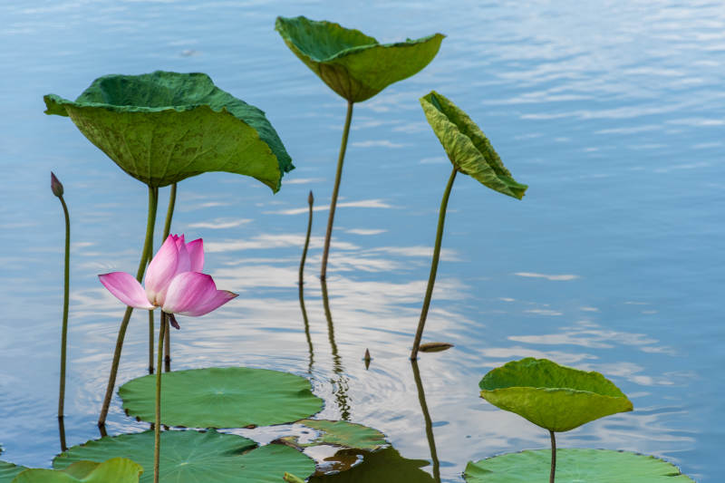 池塘中的莲花与荷叶图片