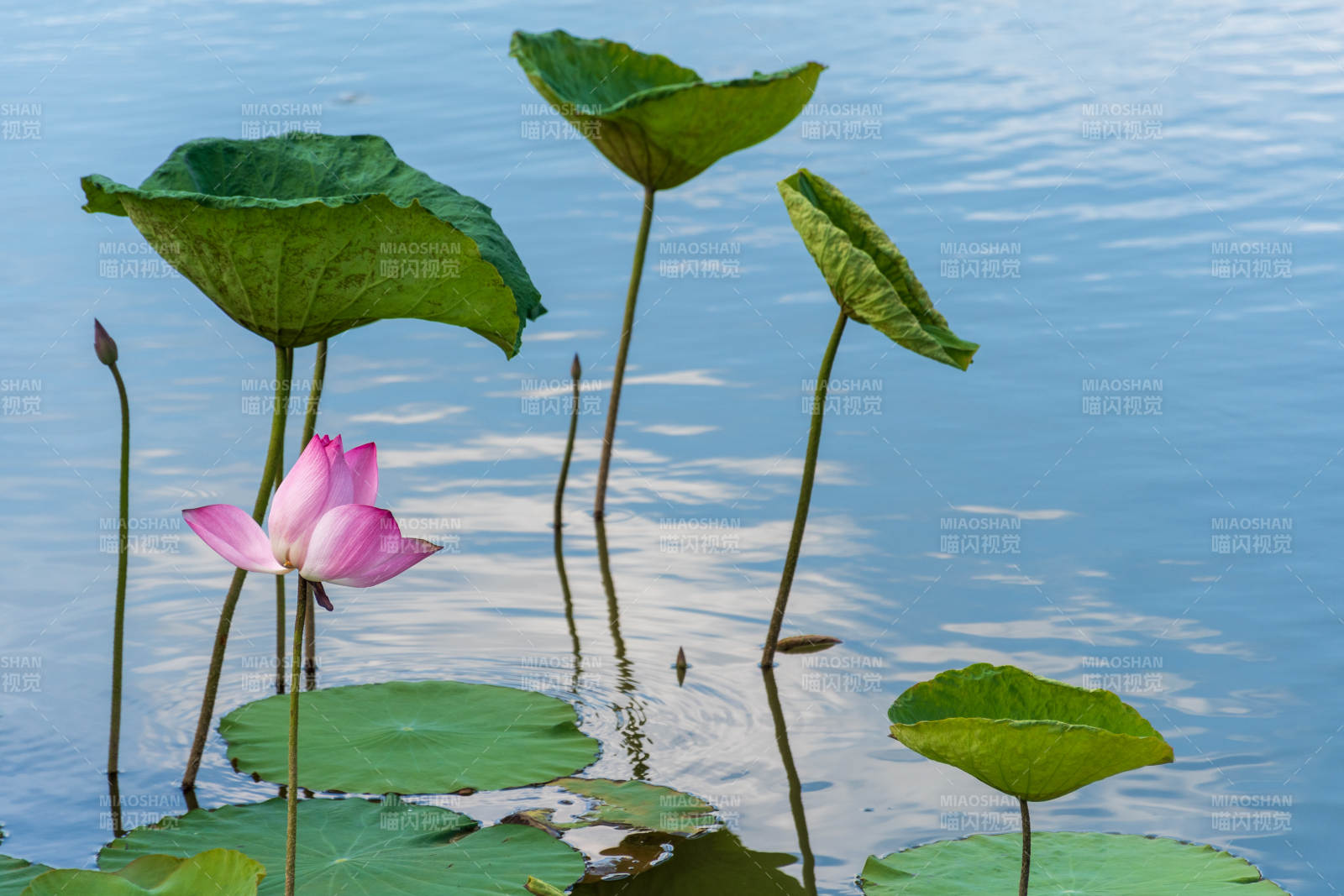 池塘中的莲花与荷叶图片