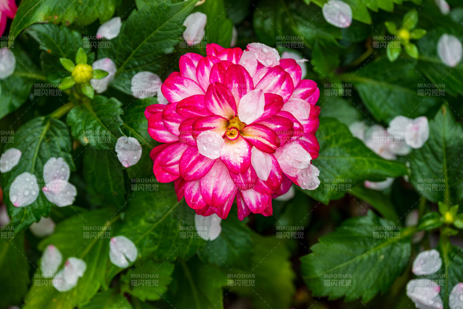 粉色大丽花绽放于绿叶间图片