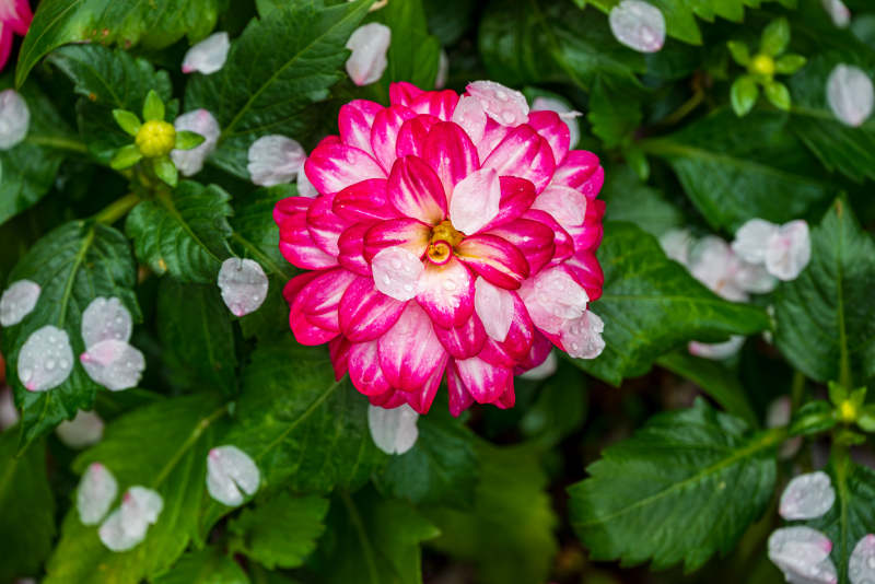 粉色大丽花绽放于绿叶间图片