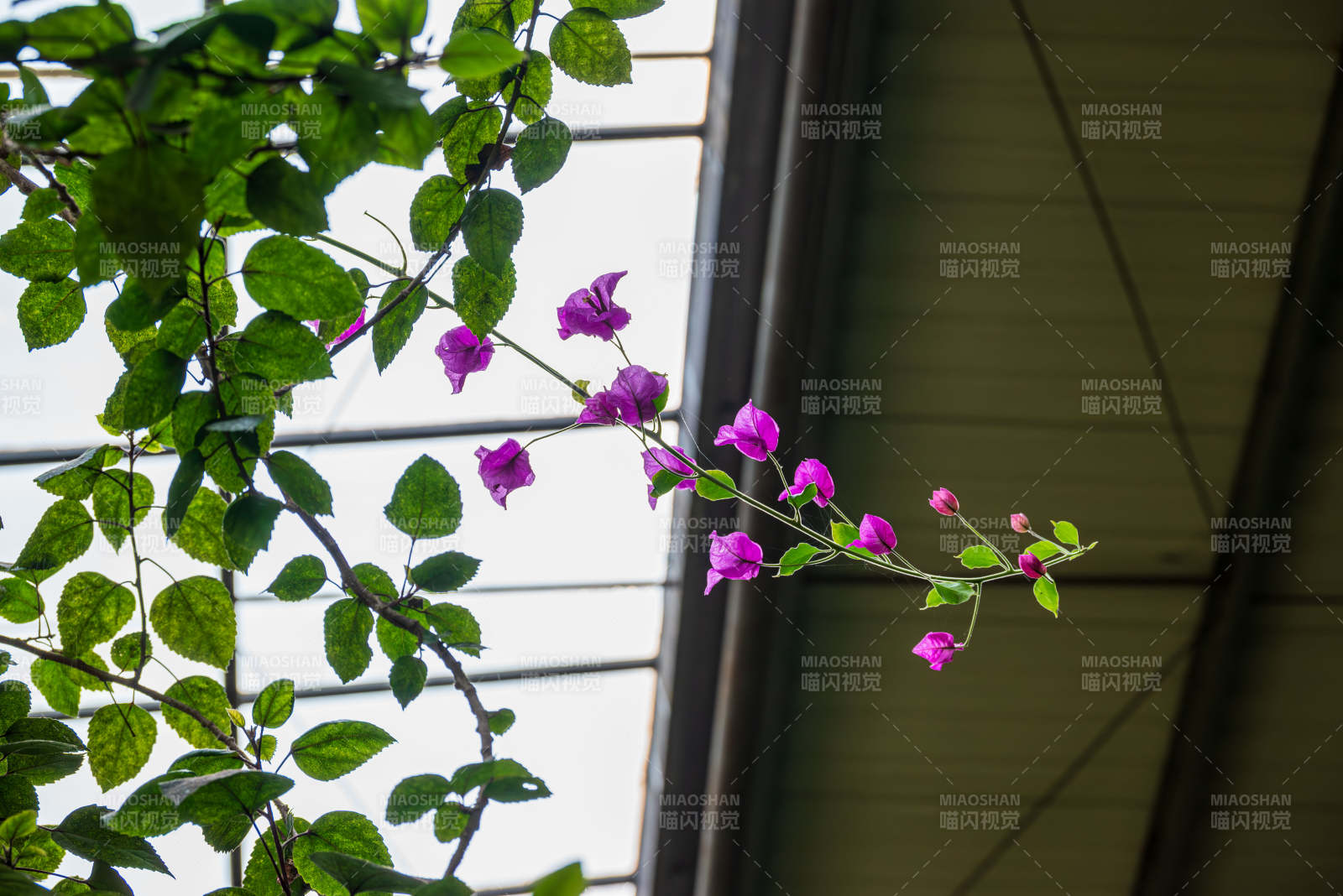 紫花绿叶映窗景图片