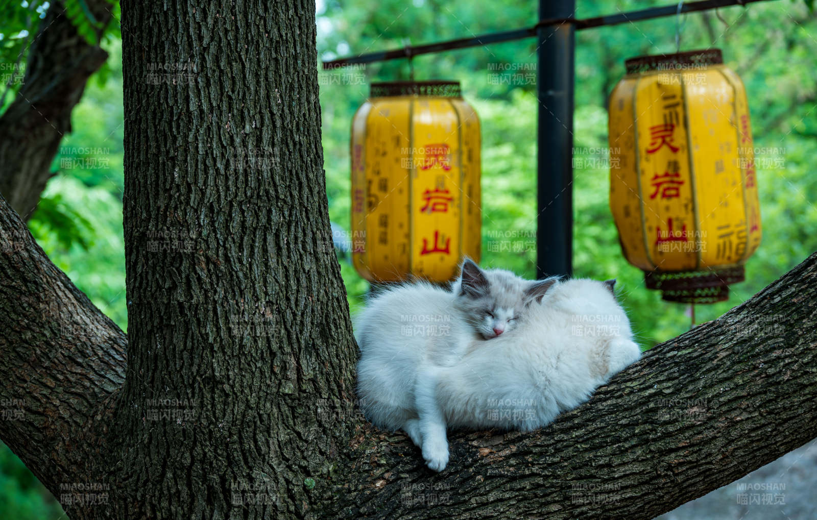 树上猫咪悠闲睡午觉图片