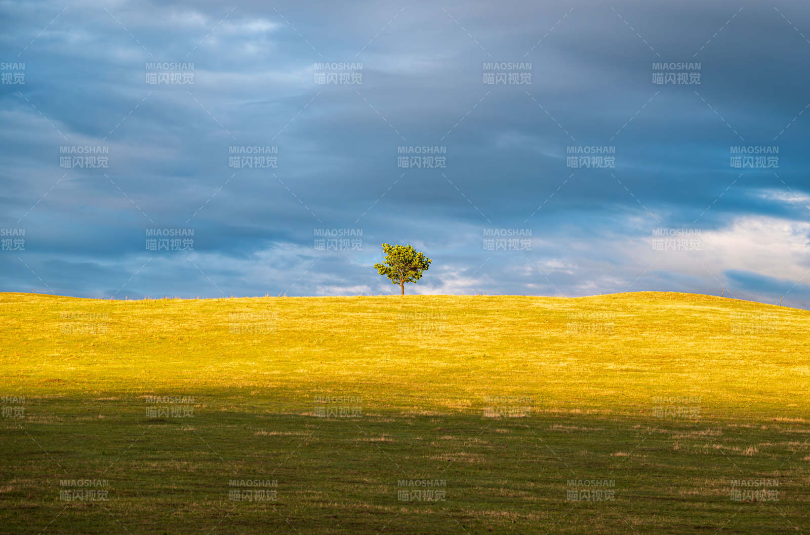 夕阳下一颗孤独的树图片