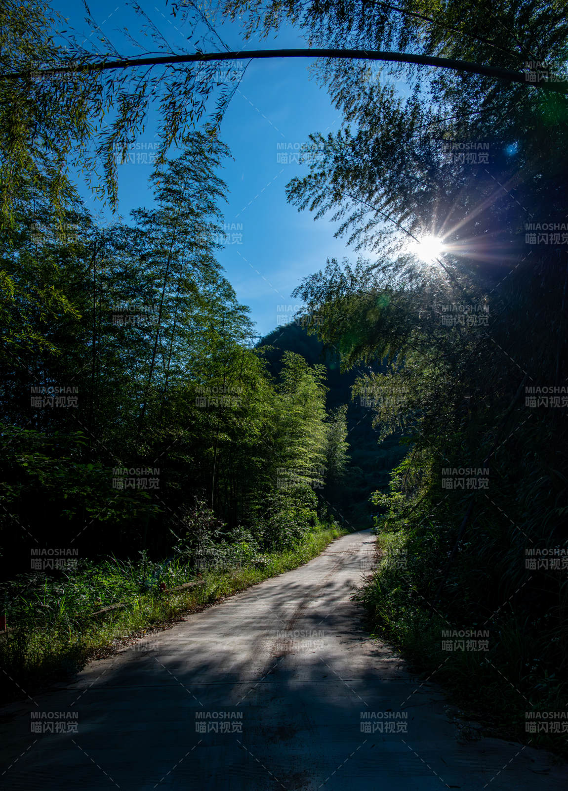 竹林小径 阳光斑驳图片