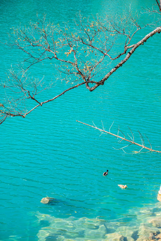 九寨之绿头鸭图片