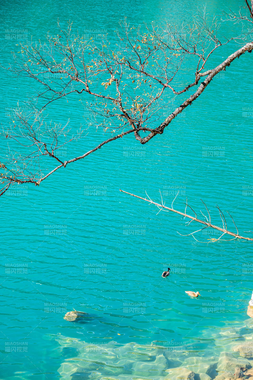 九寨之绿头鸭图片