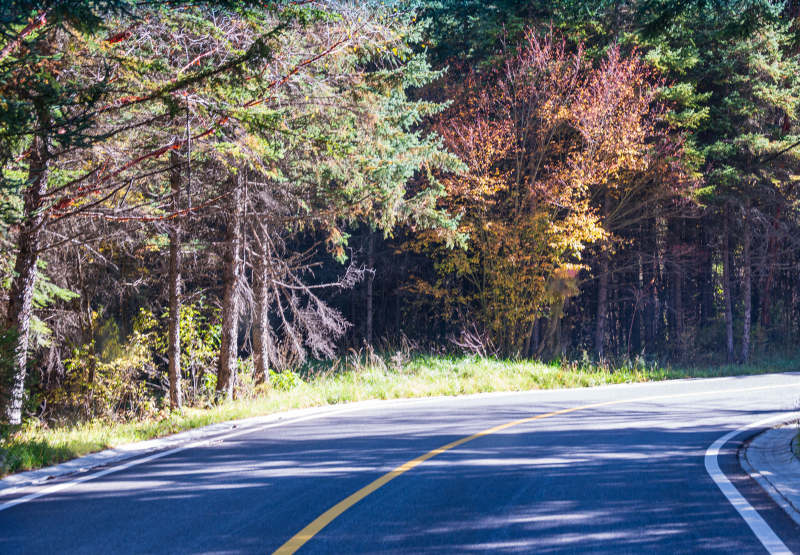 秋日林间小径图片