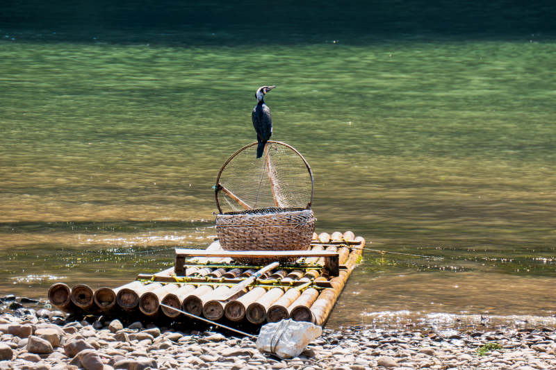 水边鸬鹚与竹筏静景图片