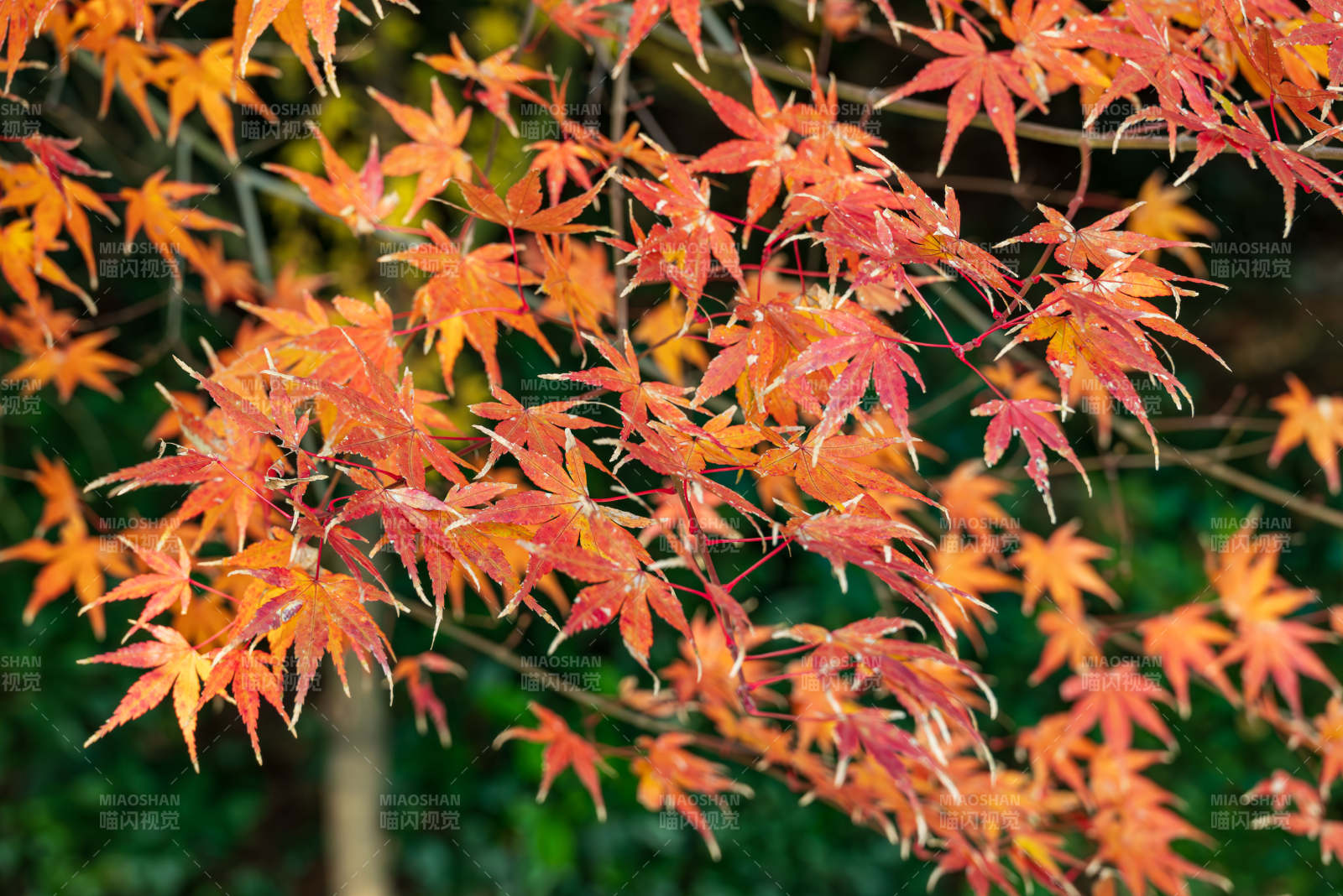 秋日红叶映枝头图片