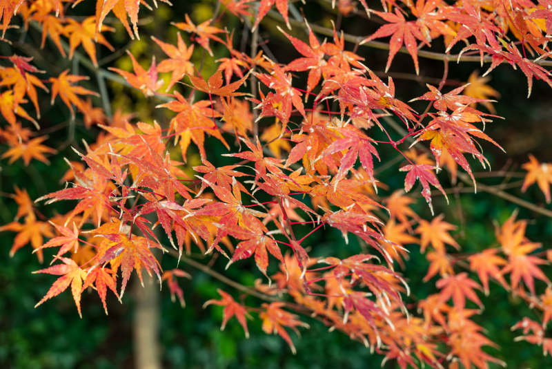 秋日红叶映枝头图片