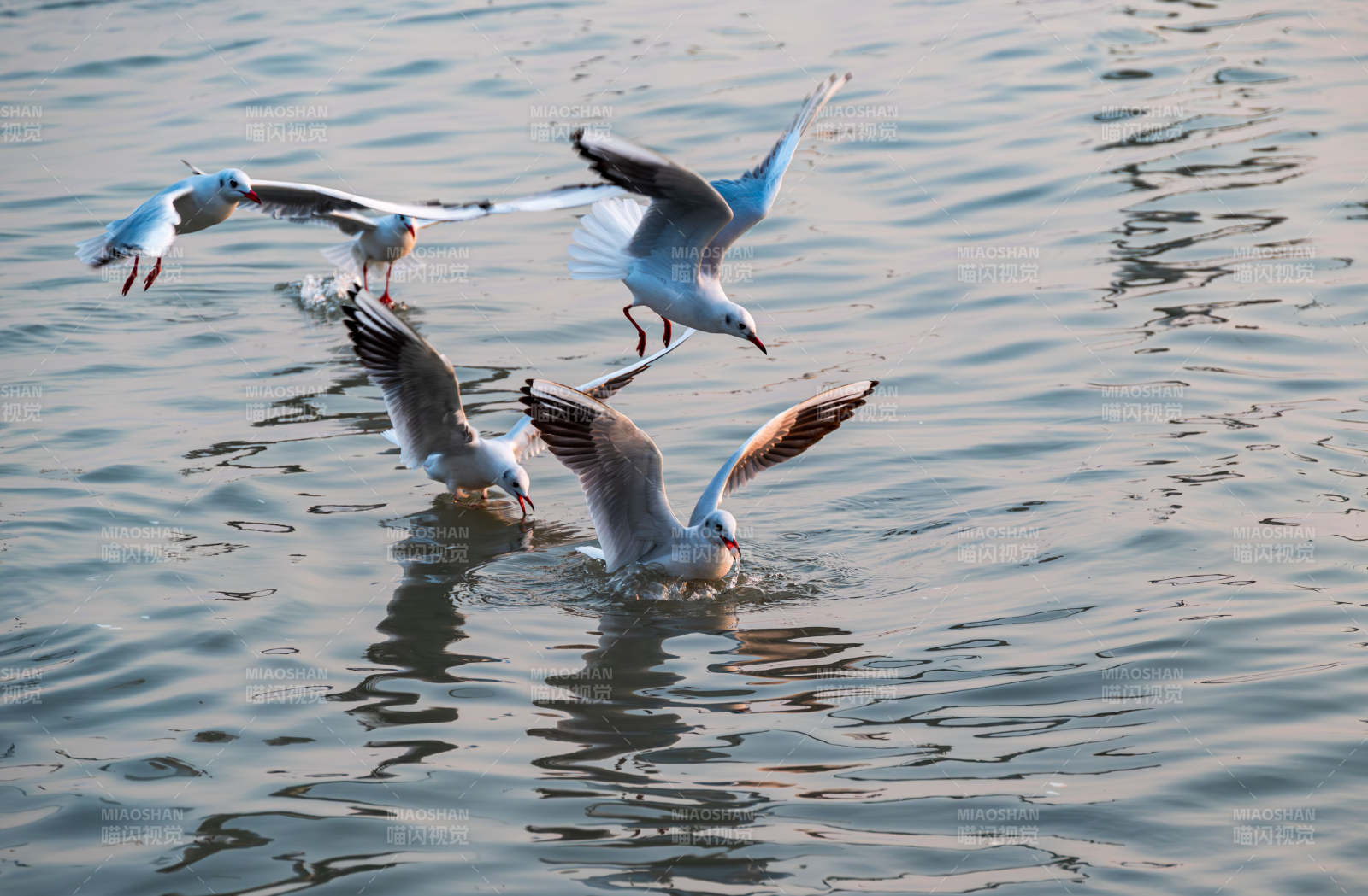 海鸥翱翔水面捕食瞬间图片