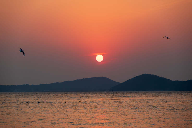 夕阳西下 海鸟飞翔图片