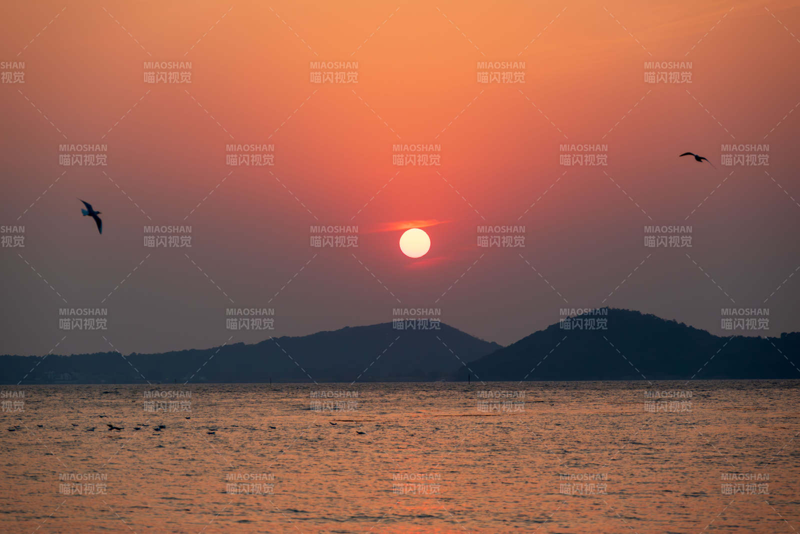 夕阳西下 海鸟飞翔图片