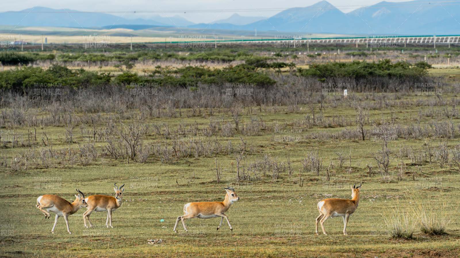 草原上的羚羊群图片