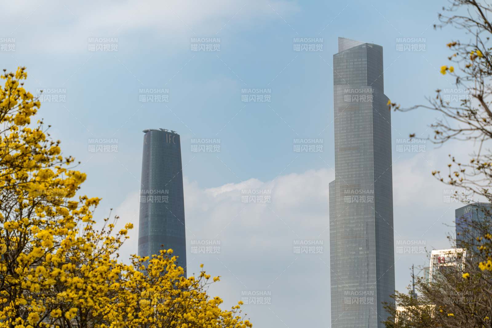 春花绽放下的广州珠江新城图片