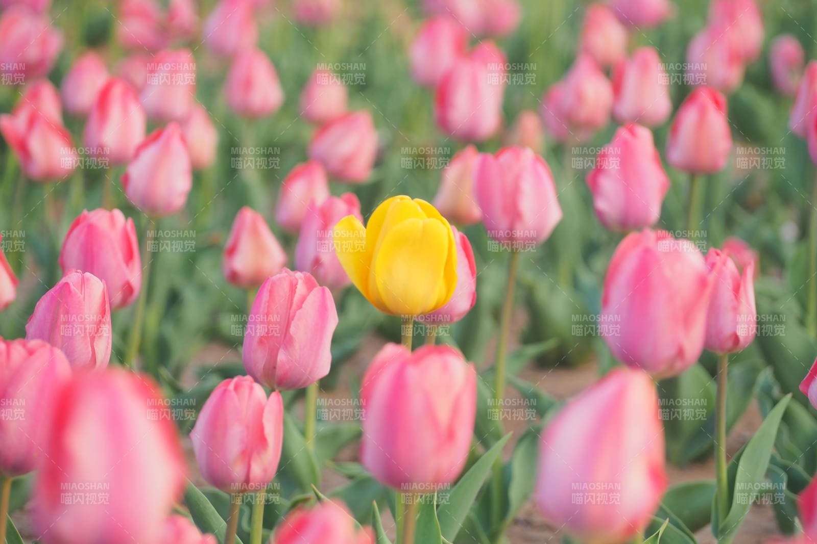 独树一帜的黄色郁金香图片