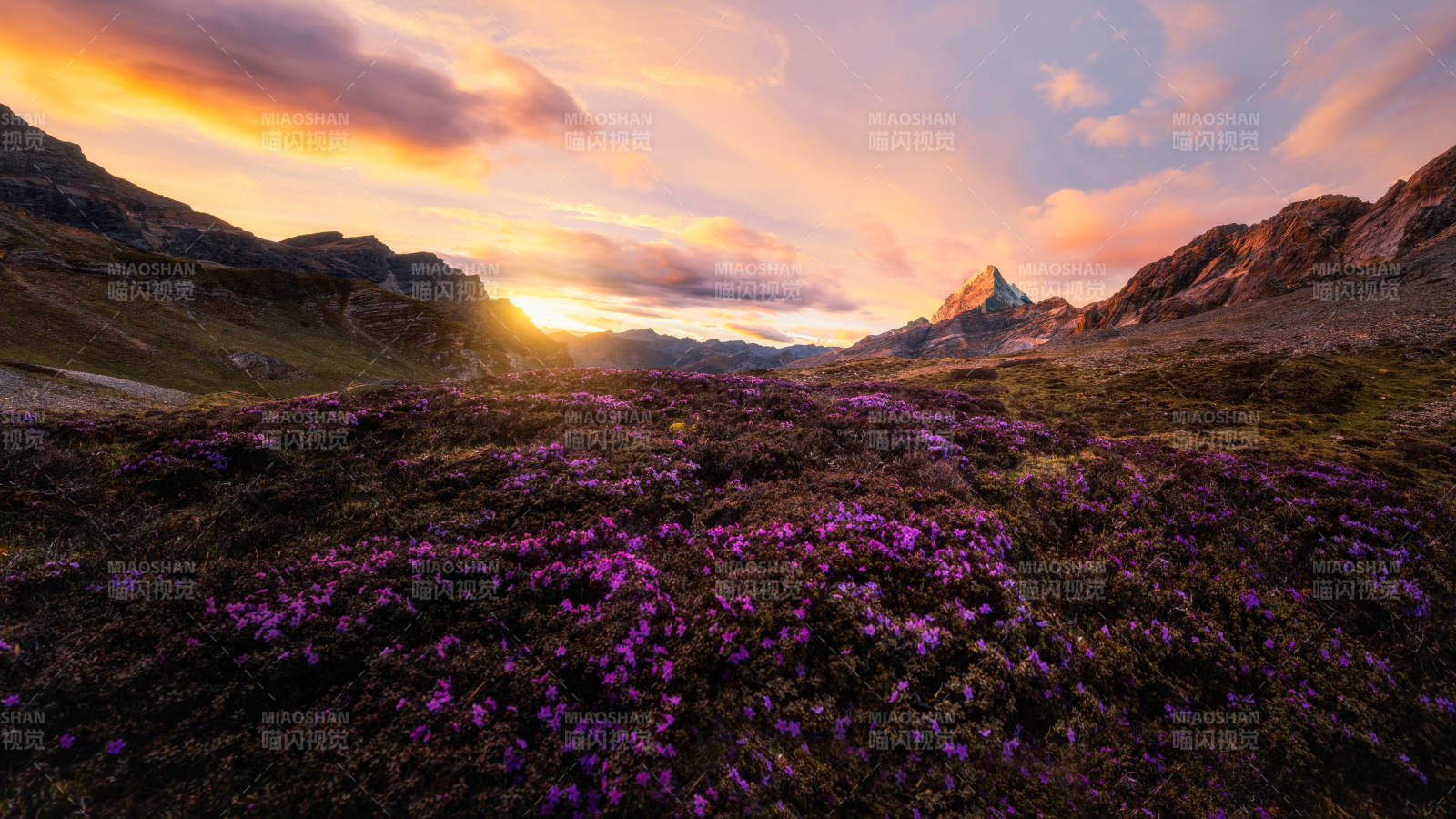 夕阳下的紫色花海图片