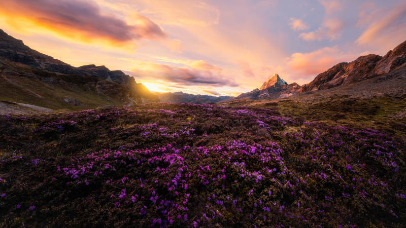 夕阳下的紫色花海图片