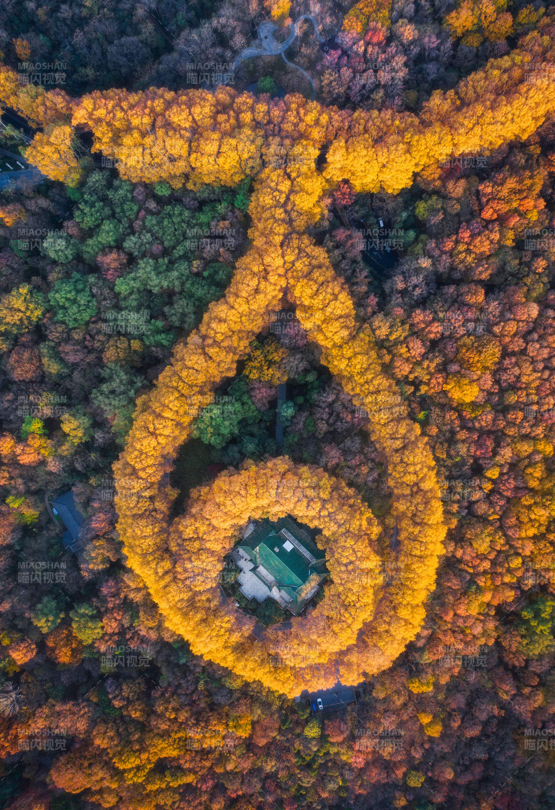 秋林螺旋 自然之美图片