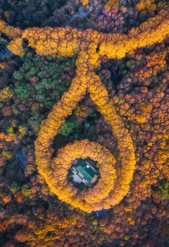 秋林螺旋 自然之美图片