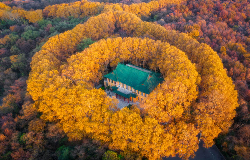 秋林环绕绿屋静谧景致图片