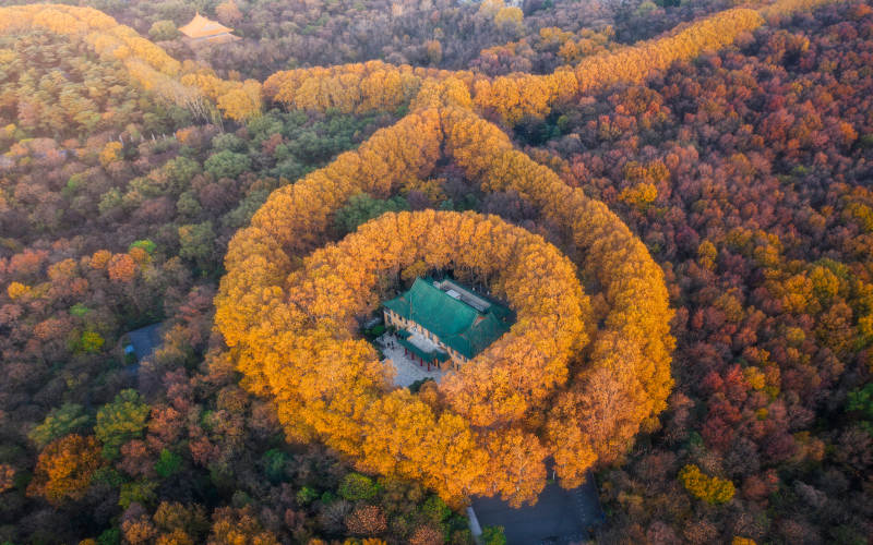 秋林环绕古宅景致图片
