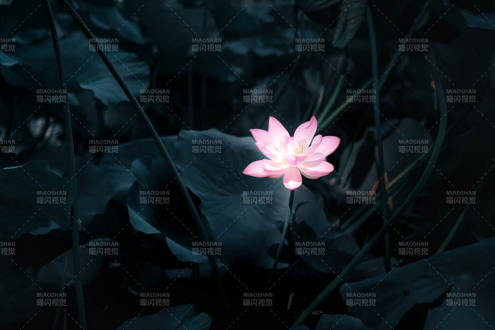 静谧池塘中的莲花绽放图片