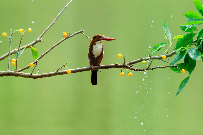 雨中翠鸟栖枝头图片