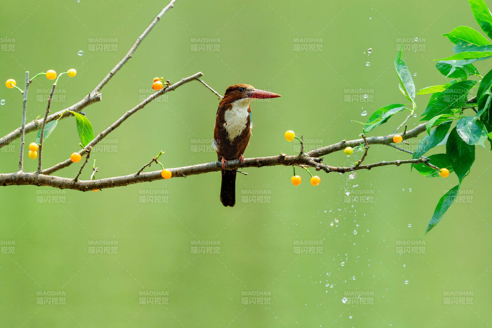 雨中翠鸟栖枝头图片