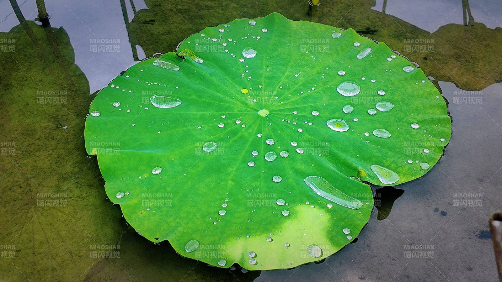 荷叶上的水珠晶莹剔透图片