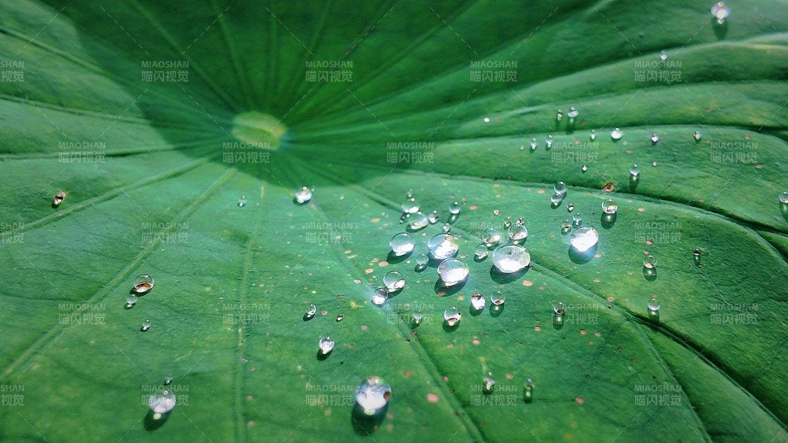 荷叶上的水珠晶莹剔透图片